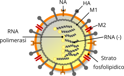 Orthomyxovirus: struttura